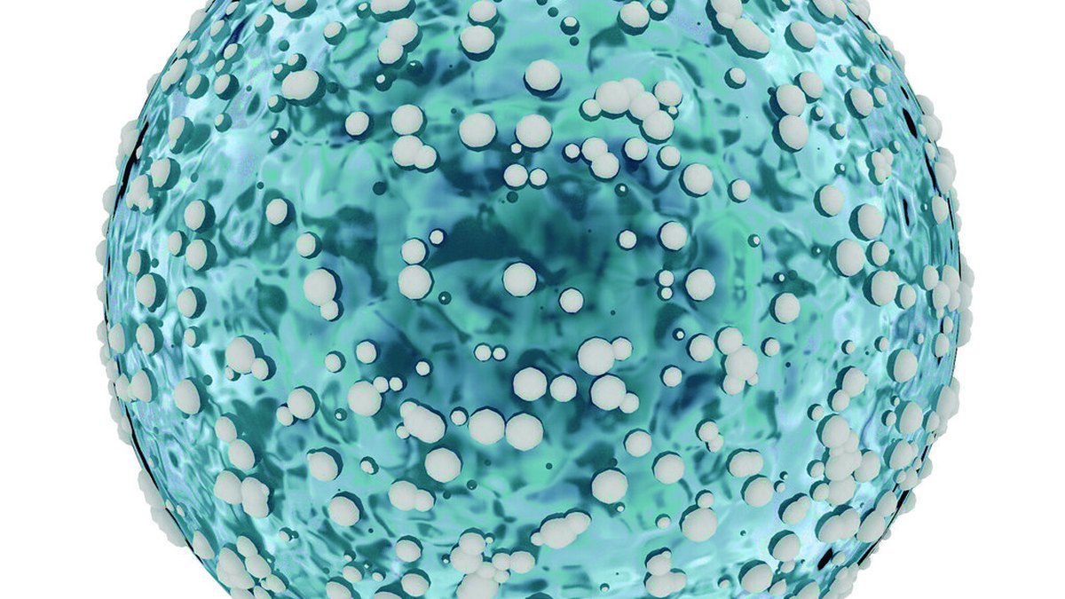 Immune cells of the kind alpha-class immunomodulation coordinates — natural killer cells, dendritic cells and lymphocytes; an Oncalpha feature by Panacea Bio Chem and Bogdan Dicoias