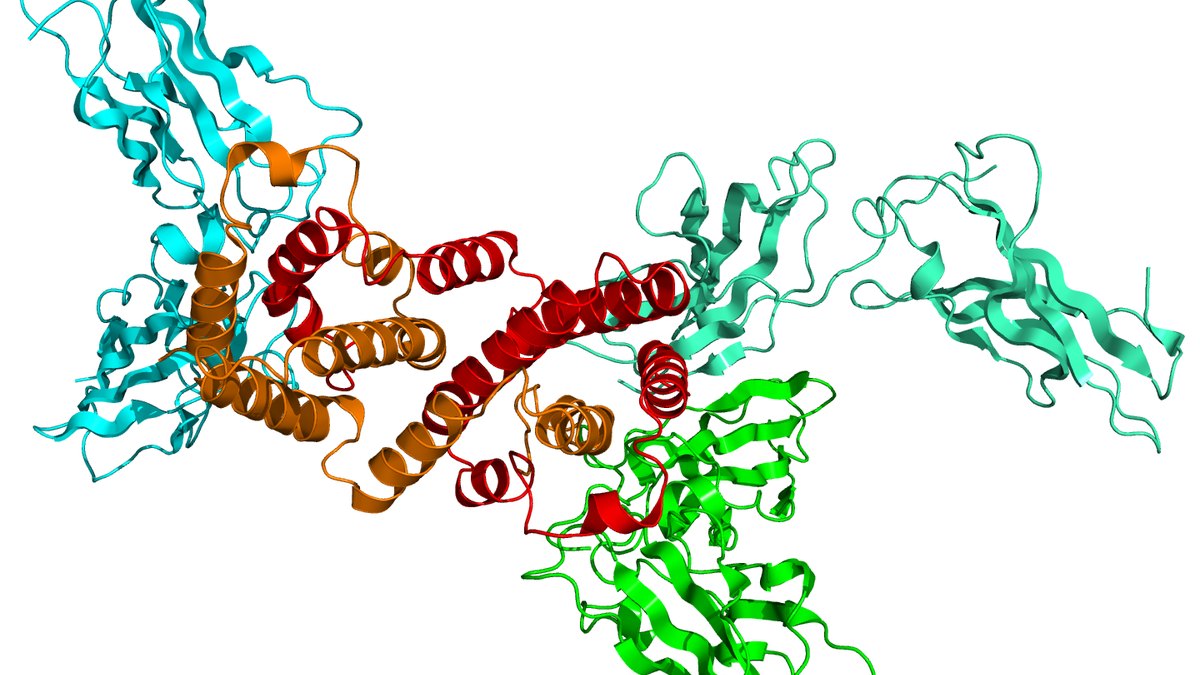 Ribbon model of an alpha-class interferon cytokine bound to its receptor — the structural basis of interferon-alpha immunomodulation; an Oncalpha feature by Panacea Bio Chem and Bogdan Dicoias